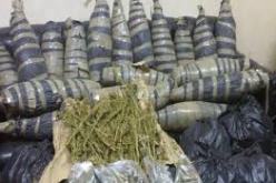 استرجاع ما يفوق 2.6 كلغ من البانقو والكيف المعالج في 12 عملية متفرقة بتمنراست