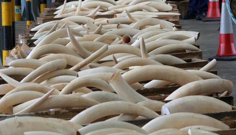 أمن الأغواط يطيح بشبكة دولية ويحجز 13 كلغ من أنياب الفيلة