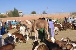 سكان تيدكلت يحتجون على انقطاع الكهرباء المستمر في تمنراست