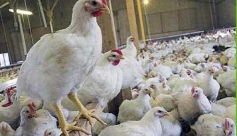 منتخبون يدعون الى ضرورة التعجيل في اتخاذ تدابير وقائية لحماية الدواجن من نيوكاسل في خنشلة