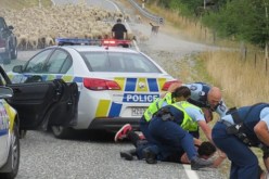 قطيع أغنام يوقف هرب 4 متهمين في نيوزيلندا