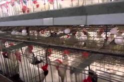 إختلاس 4 ملايير من شركة لإنتاج البيض بتلمسان