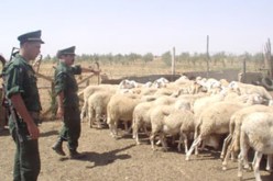 وضع حد لنشاط عصابة تنشط في مجال سرقة المواشي بقالمة