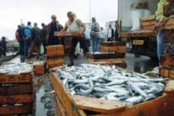 مشروع لإنجاز بسطيف سوق جملة عصرية متخصصة في بيع الأسماك