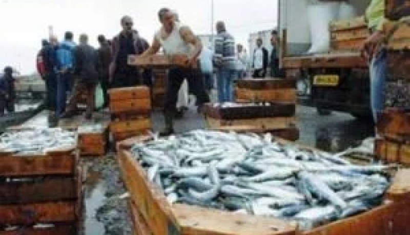 مشروع لإنجاز بسطيف سوق جملة عصرية متخصصة في بيع الأسماك