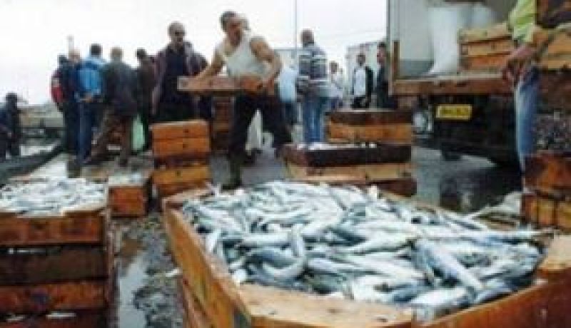 مشروع لإنجاز بسطيف سوق جملة عصرية متخصصة في بيع الأسماك
