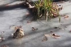 بالفيديو.. تجمد تماسيح  بنهر شالوت في كارولينا الأمريكية