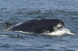 صياد يروي تجربته المُرعبة بعد أن إبتلعه حوت وبصقه!