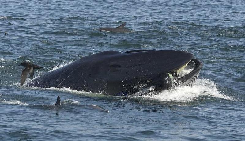 صياد يروي تجربته المُرعبة بعد أن إبتلعه حوت وبصقه!