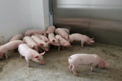 إعدام قرابة مليون خنزير في الصين بسبب حمى الخنازير الإفريقية