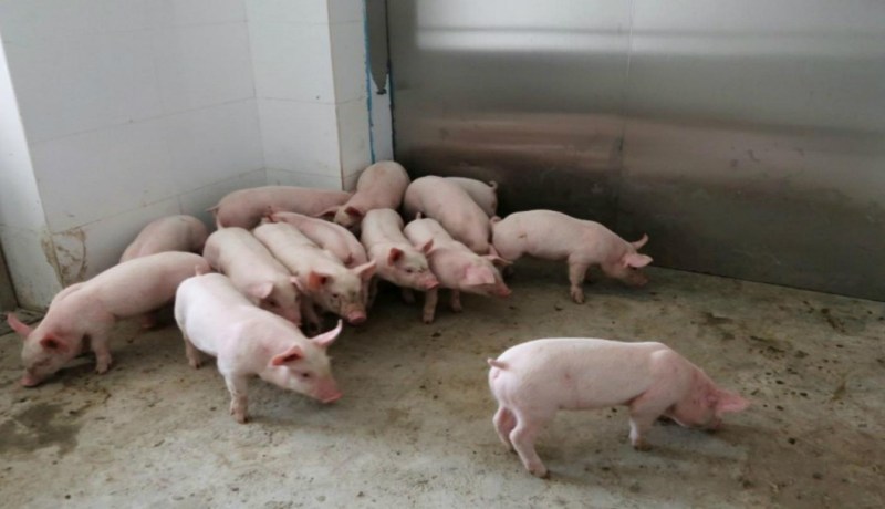 إعدام قرابة مليون خنزير في الصين بسبب حمى الخنازير الإفريقية