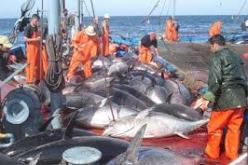 اللجنة الدولية للمحافظة على سمك التونة تعترف بالخطأ في حق الجزائر