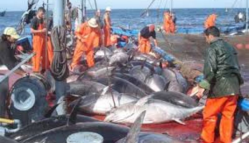 اللجنة الدولية للمحافظة على سمك التونة تعترف بالخطأ في حق الجزائر