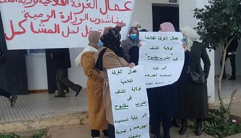 الشلف: عمال الغرفة الفلاحية يحتجون لمطالبة الجهة الوصية بمستحقات 3 أشهر