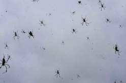بالصور السماء تمطر ملايين العناكب على أستراليا