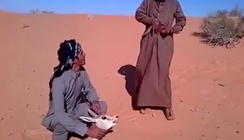 بالفيديو رعايا عرب ينكلون بغزال في صحراء الجزائر