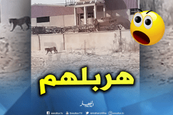 يوم رعب بعد هروب نمر من حديقة تسلية في تقرت
