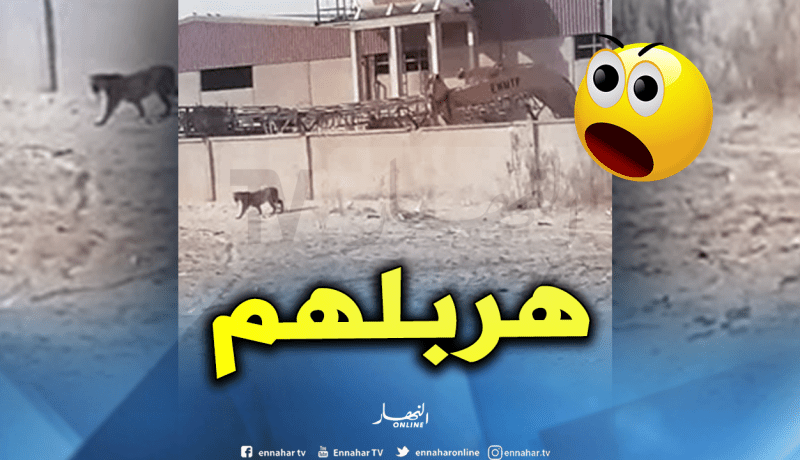 يوم رعب بعد هروب نمر من حديقة تسلية في تقرت