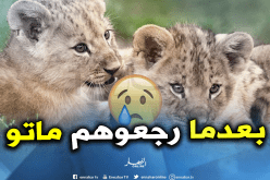 نفوق شبلين بحديقة الحامة بعد إصابتهما بمرض “بارفوفيروس” الخطير