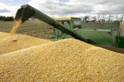 إنتاج 1.2 مليون قنطار من الحبوب في قسنطينة