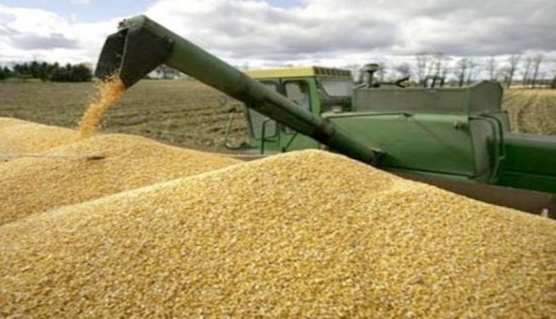 إنتاج 1.2 مليون قنطار من الحبوب في قسنطينة