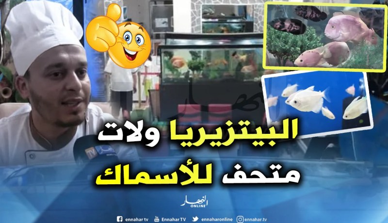 شاهد قصة شغف عبد الرزاق..  “بيتزاريو” يهوى تربية الأسماك