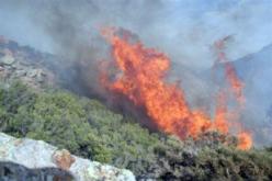 حريق يتلف هكتارات من الأشجار الغابية في أم البواقي