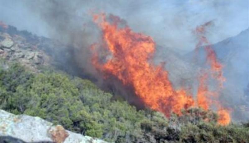 حريق يتلف هكتارات من الأشجار الغابية في أم البواقي