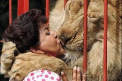 بالفيديو أسد يحتضن امرأة أنقذته من الموت سبحان الله