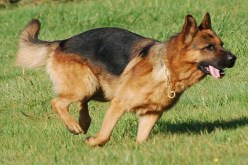 كلب بوليسي يكشف شبكة مخدرات يقودها شرطي في البليدة