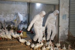 انفلونزا الطيور يتفشى في فرنسا