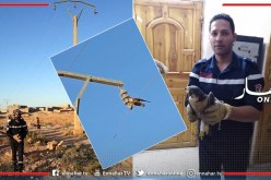 الجلفة: الحماية المدنية بمسعد تنقذ طائرا علق بعمود كهربائي