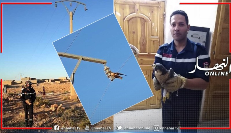 الجلفة: الحماية المدنية بمسعد تنقذ طائرا علق بعمود كهربائي