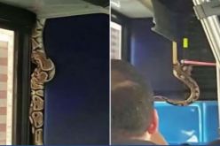 بالفيديو.. 120 ثعبان كوبرا في حافلة