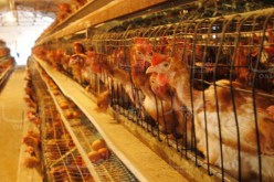 الإعفاء من “TVA” على الذرة لشعبة الدواجن