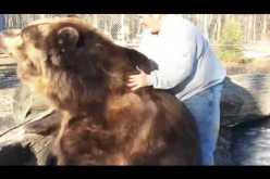 بالفيديو علاقة مودة وحنان بين دب ضخم وإنسان
