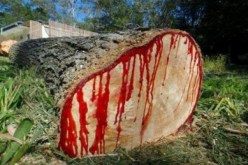 صورة الشجرة التي تنزف دما