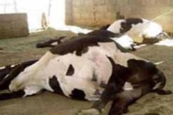 تسجيل 6 بؤر للحمى القلاعية بولاية الجزائر