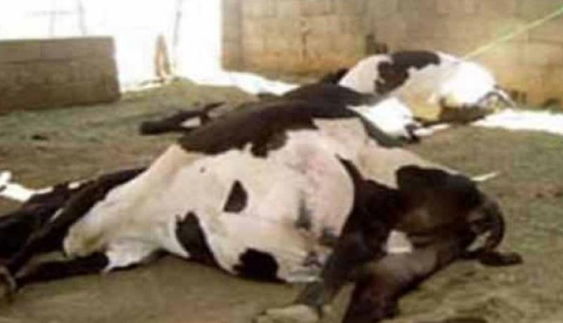 تسجيل 6 بؤر للحمى القلاعية بولاية الجزائر