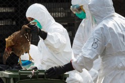 إنفلونزا الطيور في اليابان