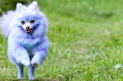 كلب بنفسجي الفرو يكسب سنويا ستة آلاف جنيه لصاحبته