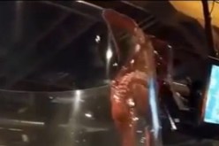 بالفيديو محاولة فرار لاخطبوط يحلم بالحرية باءت بالفشل