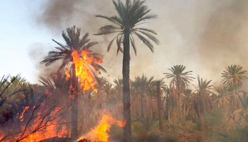 ورقلة.. الحرائق تتلف 2302 نخلة في 7 أشهر