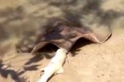 بالفيديو لخمة تلتهم سمكة وتكاد تغص بها