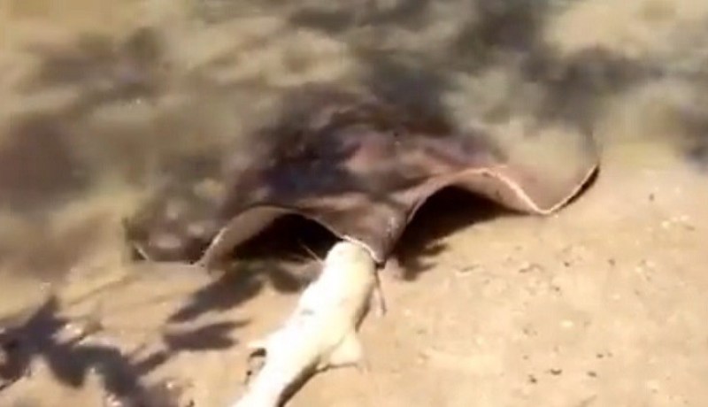 بالفيديو لخمة تلتهم سمكة وتكاد تغص بها