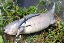 سمكة راجلة تحيّر مستخدمي الانترنت