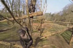 بالفيديو شمبانزي يسقط طائرة من دون طيار مستخدما غصن شجرة