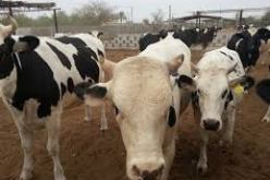 تلقيح أكثر 4000 رأس بقر للوقاية من مرض الحمى القلاعية بالمدية