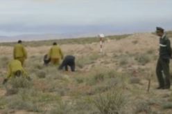 المساجين لتشجير 200 هكتار من الأراضي في الجلفة