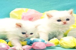 مرض يصيب القطط يسبب الإجهاض للسيدات الحوامل